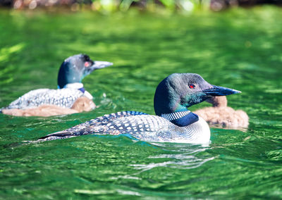 Ducks swimming in lake