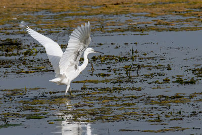 White bird flying over lake