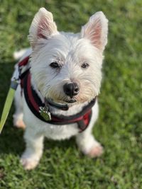 Portrait of white west highland terrier on field