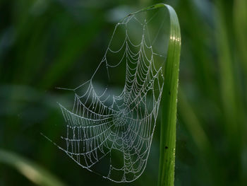 Close-up of spider web