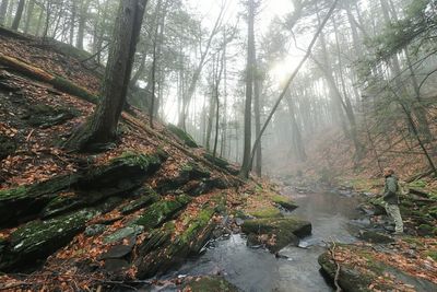 Trees in forest