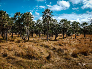 Trees on field against sky