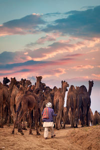 Rear view of man and camels on land against sky during sunset
