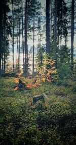 Plants and trees on field in forest