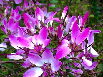 Close-up of pink flowers