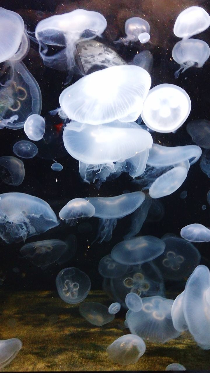 CLOSE-UP OF WHITE JELLYFISH