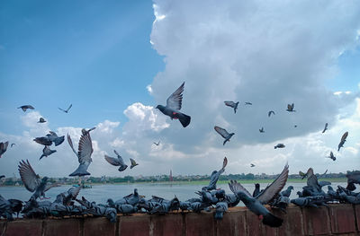 Seagulls flying over sea against sky