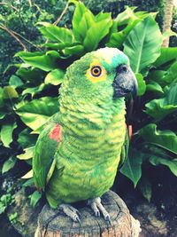 Close-up of parrot perching on branch