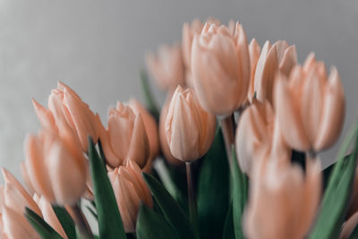 Valentine's day or mothers day tulip flowers apricot color