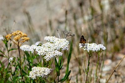 Butterfly life