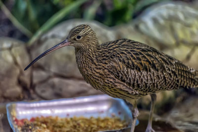 Close-up of bird perching