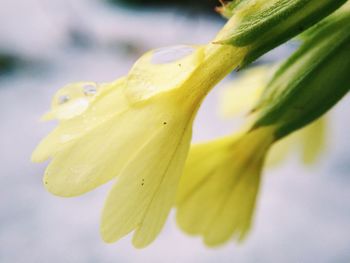 Close-up of yellow flower