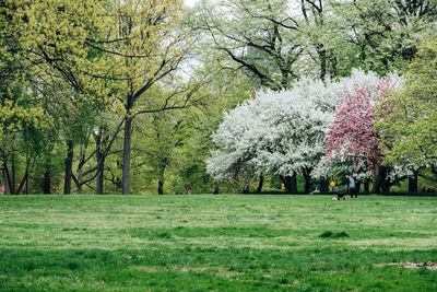 Trees in park