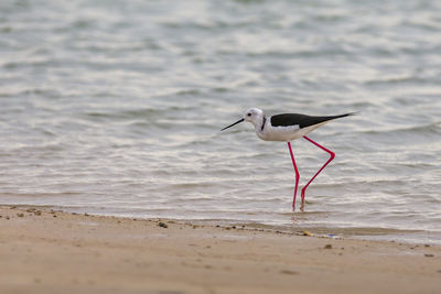 Bird on beach