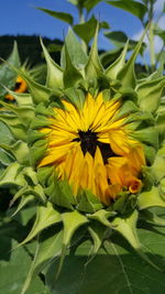 Close-up of sunflower blooming outdoors