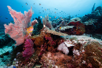 Close-up of fish swimming in sea