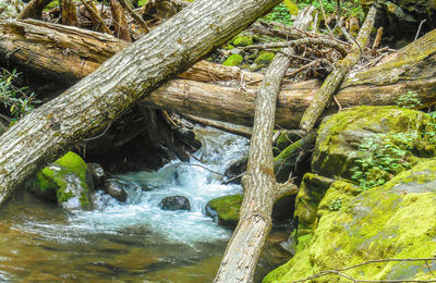 Stream flowing through a forest