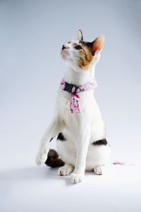 Cat looking away while sitting on white background