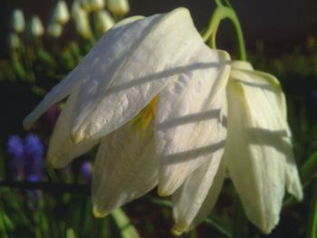 Close-up of plant against blurred background