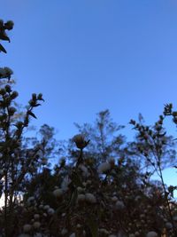 Low angle view of flowering plants against clear blue sky