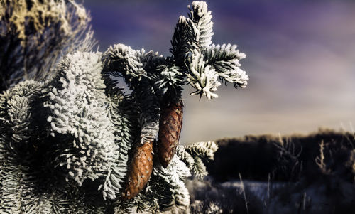 Close-up of plant against sky