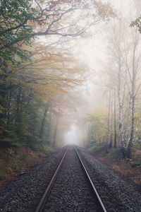 Railroad tracks in forest