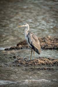 High angle view of gray heron perching on beach