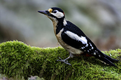 Close-up of bird perching on a plant