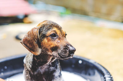 A small hunting dog was staring at something, a small dog was bathing during the day on a sunny day.