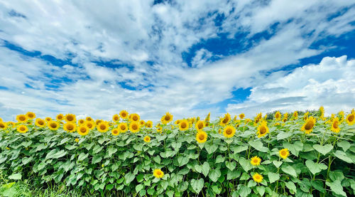 Scenic view of sunflower field against cloudy sky