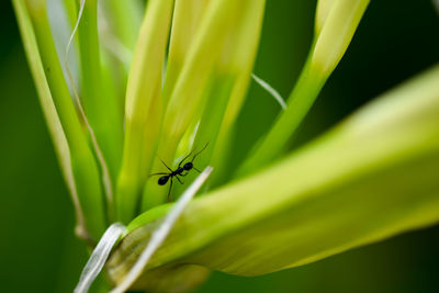 Close-up of insect on plant