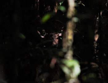 View of birds in forest