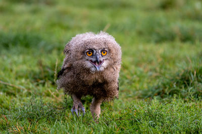 Portrait of young eagle owl on field