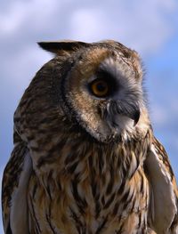 Close-up of eagle owl outdoors