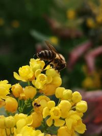 Close-up of bee pollinating on yellow flower