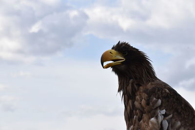 Low angle view of eagle against sky