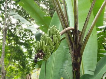 Close-up of coconut palm tree leaves