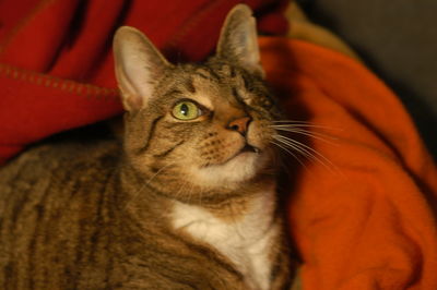 Close-up portrait of tabby cat