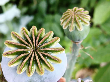 Close-up of plant