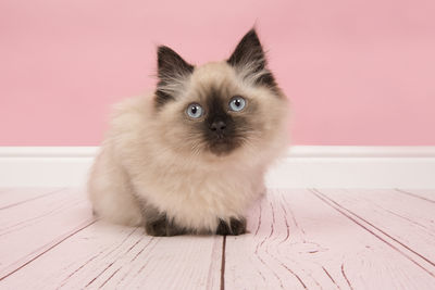 Portrait of kitten on table