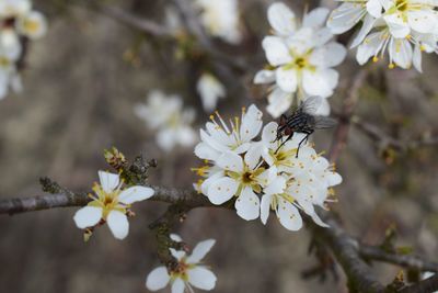 Close-up of insect on white flower