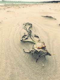 High angle view of crab on sand at beach