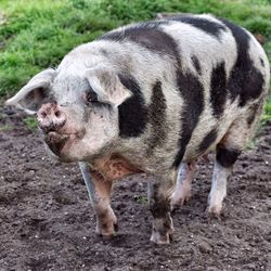 Pig standing in yard