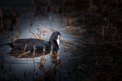 Duck swimming in lake