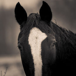 animal themes
