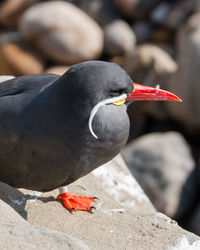 Close-up of inca tern perching on rock