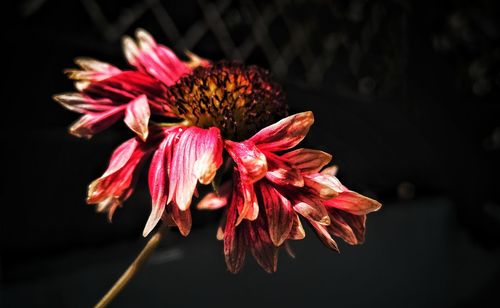 Close-up of wilted flower against black background