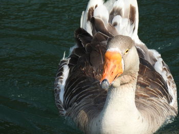Close-up of swan swimming in lake