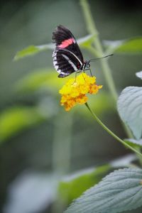 Close-up of butterfly pollinating on yellow flower