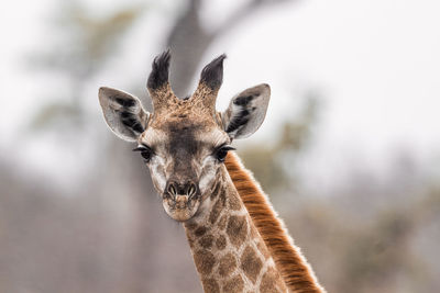 Portrait of giraffe